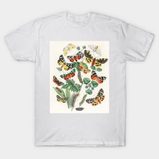 A kaleidoscope of fluttering butterflies and caterpillars (1882) T-Shirt